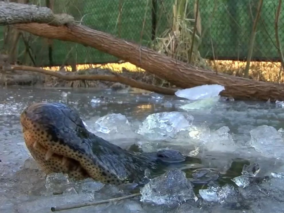 frozen alligators in north carolina