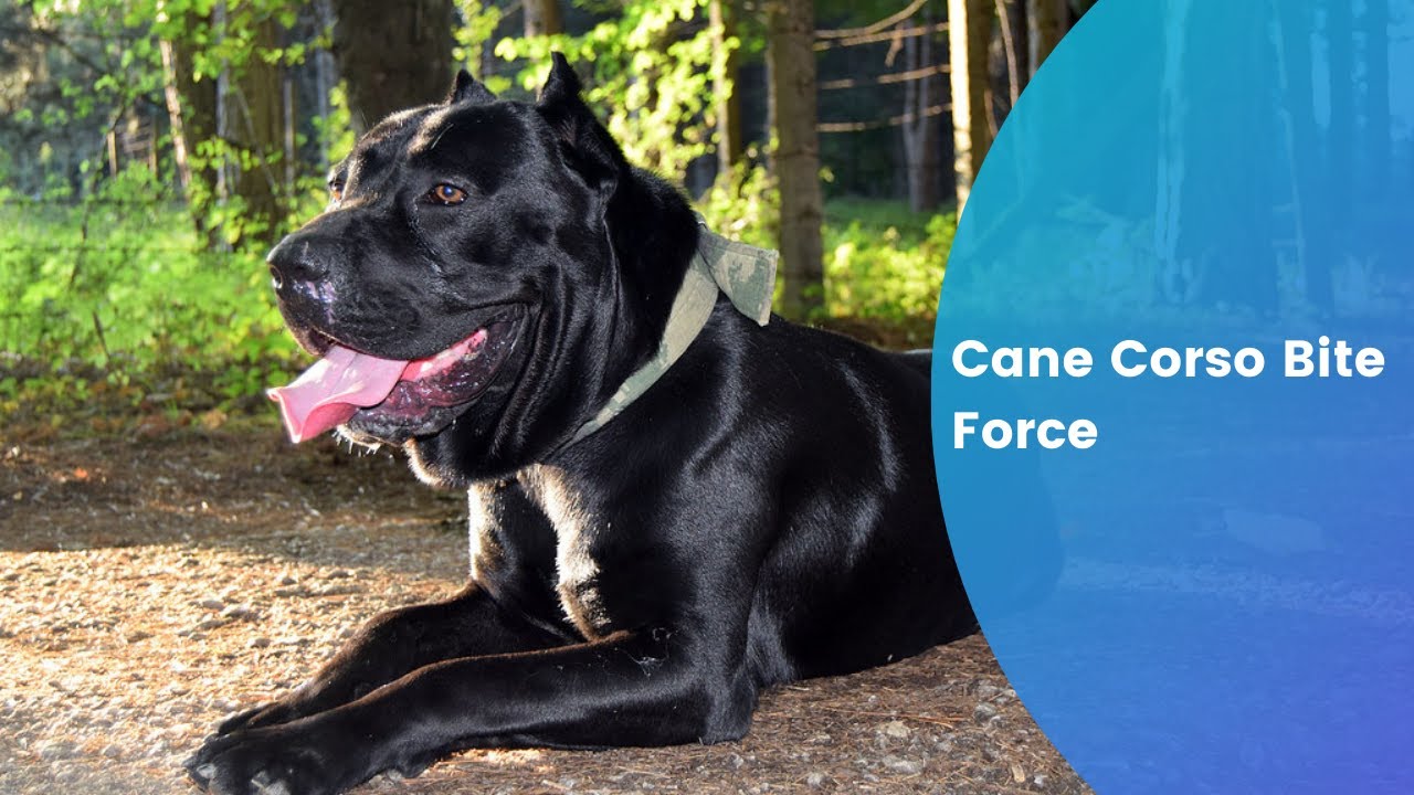 The Power Behind the Cane Corso Bite Force: A Comprehensive Guide