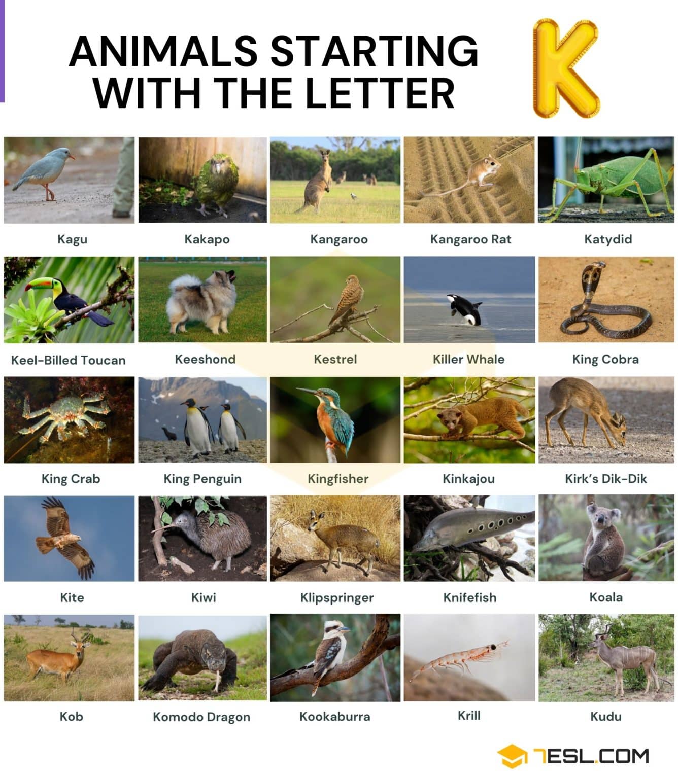 animals that start with n